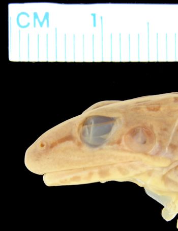 Media type: image; Herpetology A-23030